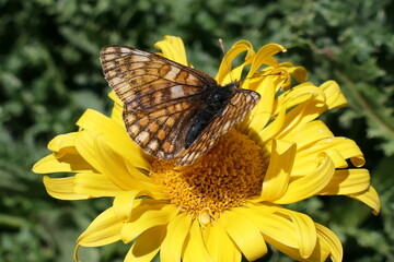butterfly on yellow flower