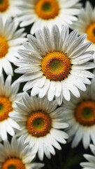 Obraz premium Sunny Daisy Background: Top View of Bright White and Yellow Petals on Green Grass