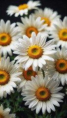 Fototapeta premium Sunny Daisy Background: Top View of Bright White and Yellow Petals on Green Grass