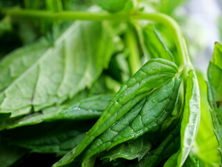 close-up fresh green  mint leaves 