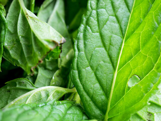 close-up fresh green  mint leaves 