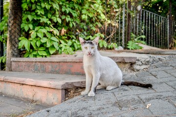 Street cats in the city of Istanbul