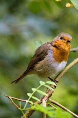 Robin