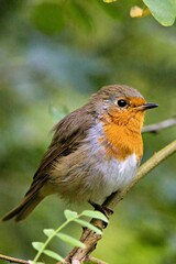 Fototapeta premium Rotkehlchen (Erithacus rubecula) in einem Baum