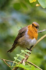 Rotkehlchen (Erithacus rubecula)