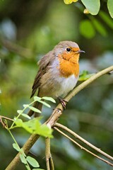Rotkehlchen (Erithacus rubecula) im Wald