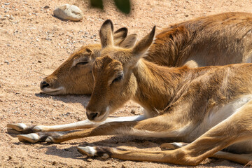 ANTILOPE DI MARIA GRAY, Kobus megaceros, al parco faunistico.