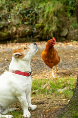A Jack Russell dog and a Chicken sit in a garden together. Best friends. 