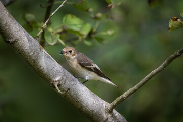 A female European pied flycatcher sits on the thick branch and holds a fly in its beak on a sunny...