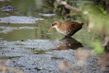 A young water rail stands in the water perpendicular to the camera lens on a sunny summer day. 