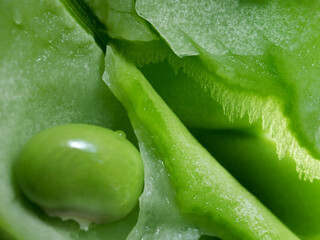 close-up of organic and fresh green bean seeds