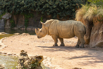 Rinoceronte bianco, Ceratotherium simum, al parco faunistico.