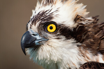 Primer plano de águila con mirada penetrante, retrato de ave rapaz