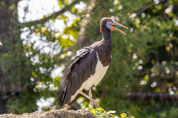 cicogna nera, Ciconia nigra, nel parco faunistico.