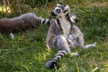 lemure dalla coda ad anelli o lemure catta, Lemur catta, all'oasi naturalistica.