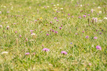 In Estonia I panorami tipici di Mar Baltico in estate, durante il mese di agosto.