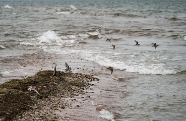 Mar Baltico,  le spiagge in Estonia durante il mese di agosto.