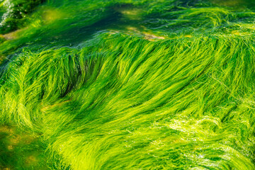 Freshwater algae (Spirogyra sp.), Hawaii