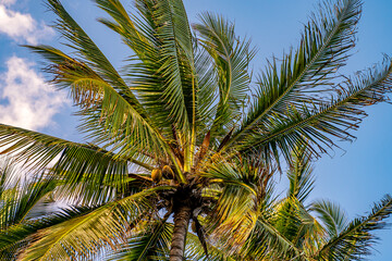 Palm tree with coconuts, Hawaii