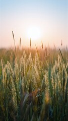 Serene sunrise scene with tall grasses silhouetted against a soft sky.
