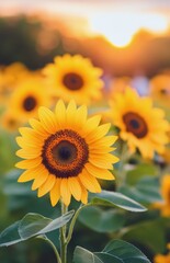 Fototapeta premium Sunflowers blooming in a vibrant field at sunset in the countryside