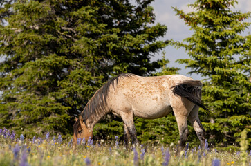 Beautiful Wild Horse in Summer in the Pryor Mountains Montana