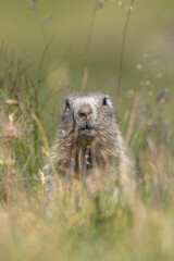 Cute baby alpine marmot or groundhog (Marmota marmota) standing in the tall grass of an alpine meadow and looking curiously, Alps, Italy. Front view.
