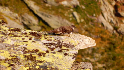 Schneehuhn (Lagopus muta)