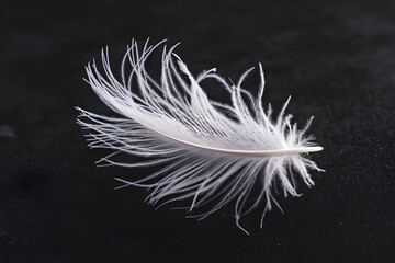 Obraz premium Delicate white feather illuminated on a dark background, highlighting intricate details
