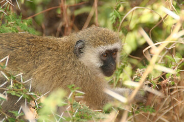 portrait of a monkey