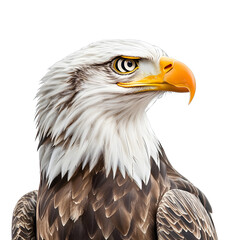 Obraz premium [Transparent Background PNG]Close Up Portrait of an American Bald Eagle