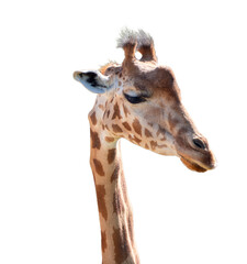 Portrait latéral d’une girafe adulte, tête et cou sur fond blanc isolé, animal sauvage au pelage tacheté, regard paisible, photographie animalière de jour