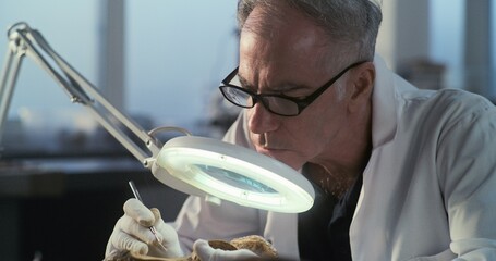 Senior archaeologist cleans fossil bone using brush and tools, looks through magnifying lamp at...