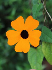 Orange flowers of ornamental plant black-eyed Susan vine  (Thunbergia alata)