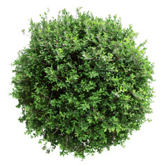 Obraz premium [Transparent Background PNG]Green Bush Top View Isolated on White Background