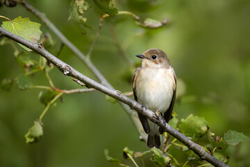 A female European pied flycatcher sits on the thin branch and looks toward the camera lens on a sunny summer day with a green background.