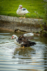 duck on the lake