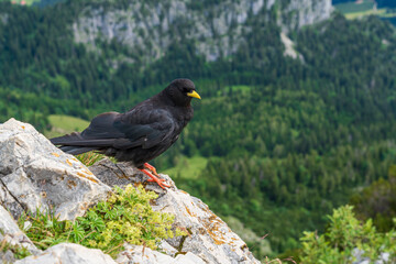 Black Bird at mountain rock with chiemgau alps background