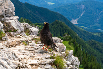 Black Bird at mountain rock with chiemgau alps background