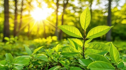 Fototapeta premium Sunlight filters through lush green leaves, showcasing nature's beauty in a serene forest setting.