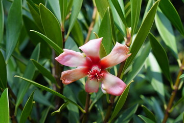 Flor Rosa Plantas Ornamentais e Jardins 