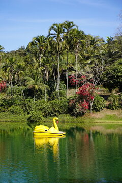 Pedalinho Lago Plantas Ornamentais e Jardins 