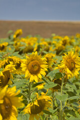 Obraz premium Sonnenblumen