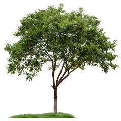 Obraz premium [Transparent Background PNG]Green Tree Isolated on White Background