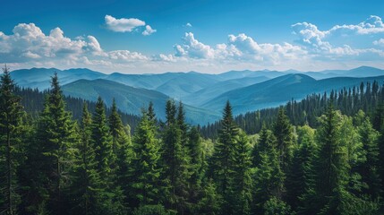 Obraz premium Magnificent panoramic view the coniferous forest on the mighty Carpathians Mountains and beautiful blue sky background. Beauty of wild virgin Ukrainian nature. Peacefulness , ai