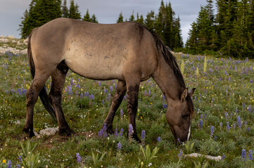 Beautiful Wild Horse in Summer in the Pryor Mountains Montana