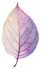 Obraz premium PNG Purple leaf showcasing intricate vein patterns