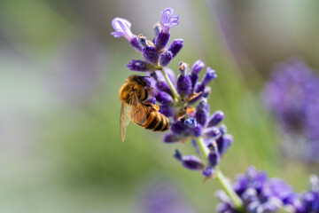 Honey Bee fly to a fresh lavender blossom with soft bokeh background