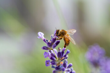 Honey Bee fly to a fresh lavender blossom with soft bokeh background