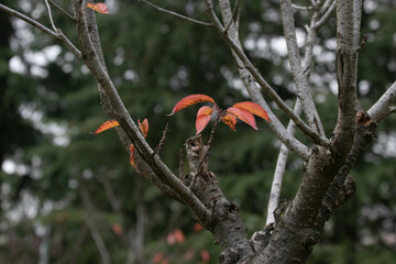 Autumn Concept, the scenery of The Park in November
